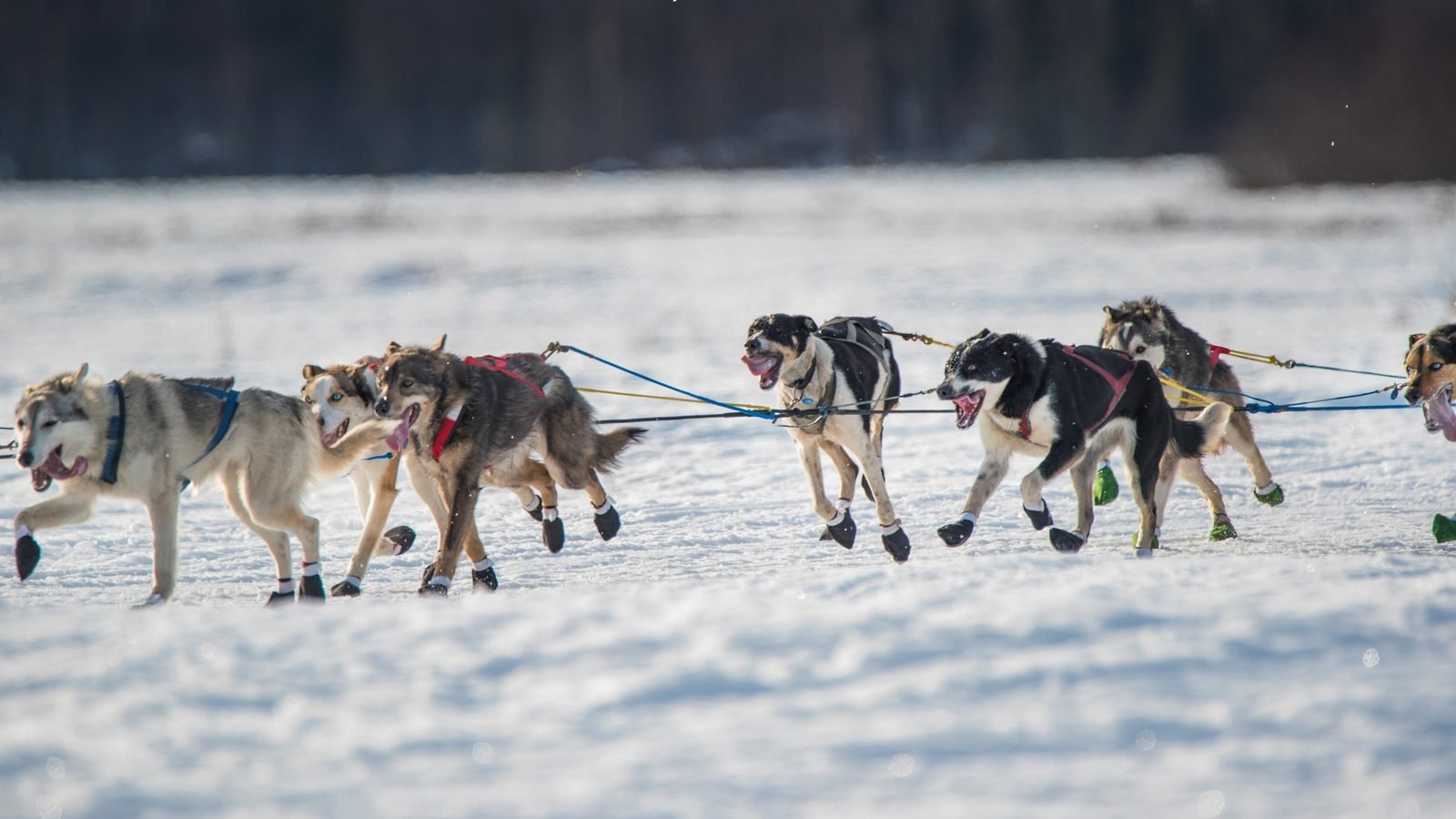 "Aurora Freedom" Alaska 2025-2026丨Fairbanks Dog Sled Experience Tour