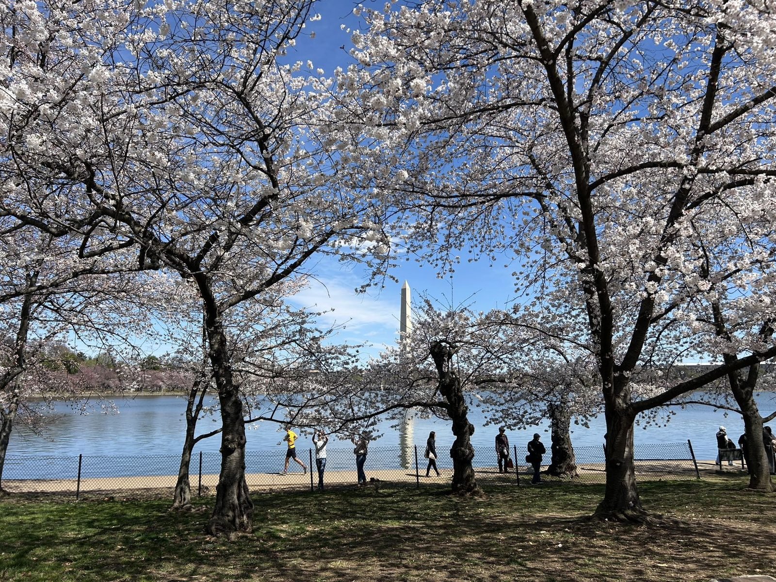 Washington D.C. Cherry Blossom 2-Day Tour from Boston