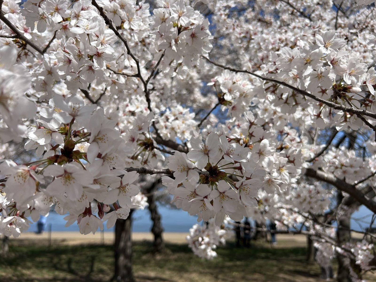Philadelphia+ Washington, D.C. Cherry Blossom+ Baltimore 3-day Tour from Boston