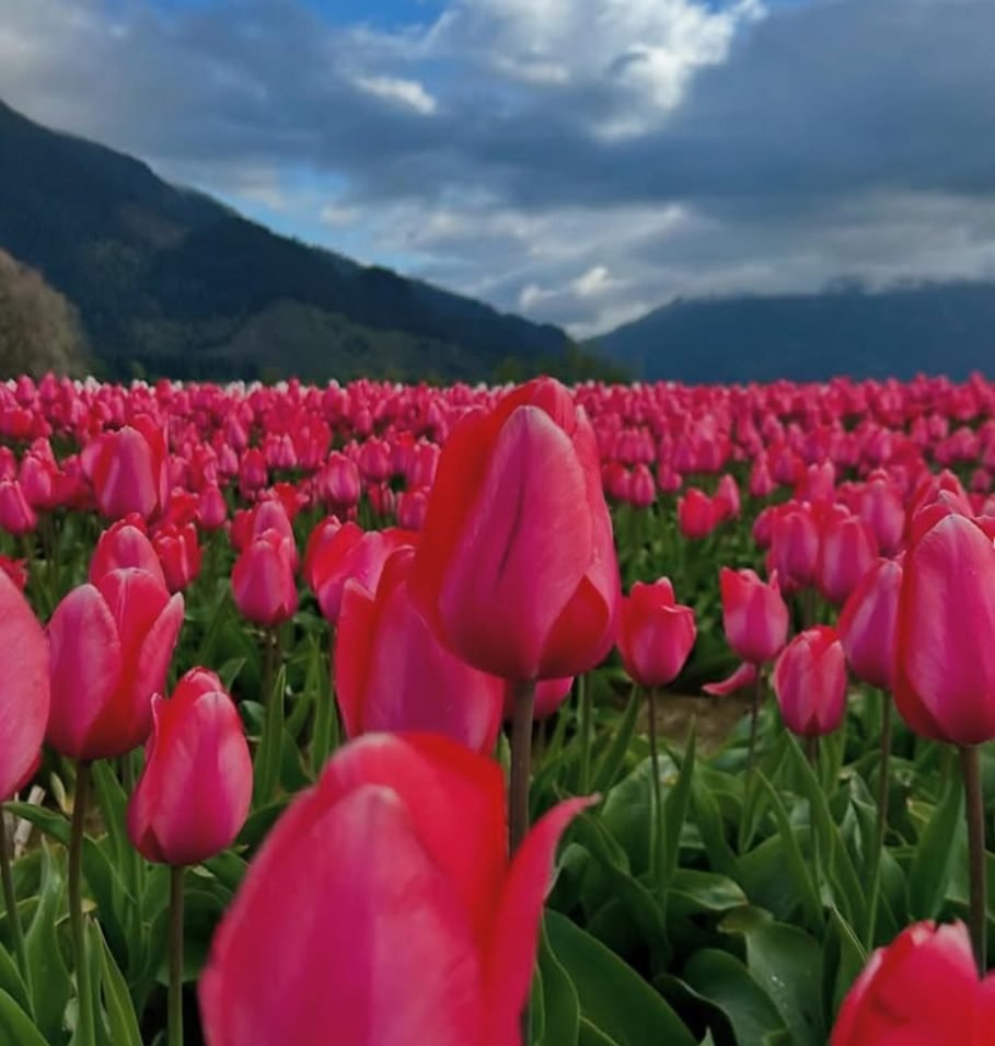 HarrisonTulip Festival 1-Day Tour From Vancouver