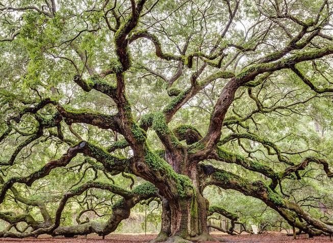 Christmas Vacation for Family|Round trip to New York + Hershey + Pittsburgh + Cincinnati + Nashville + Memphis + New Orleans + Atlanta + Charleston 11 days and 10 nights tour