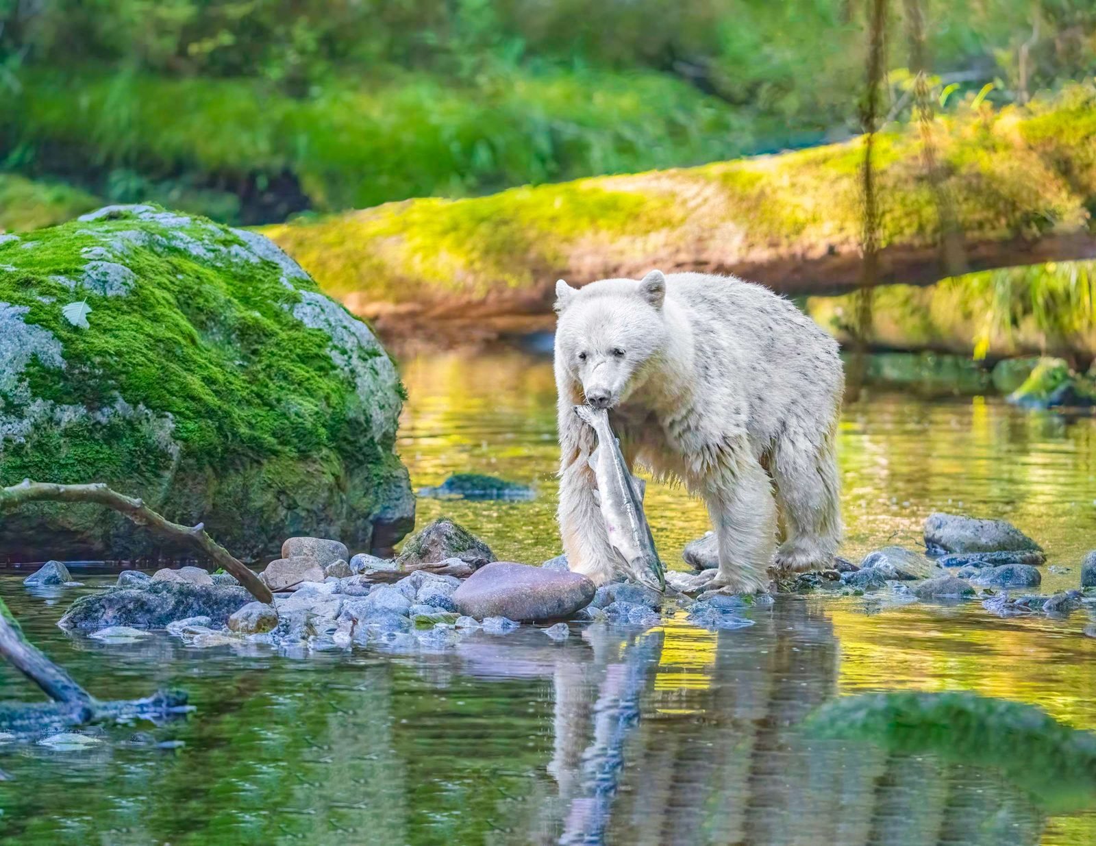 Small Group of No More Than 12 Guests | Great Bear Rainforest Center丨Shannon Falls+Belarko Wildlife Observation Deck+Bella Coola+Nantweedsmuir Provincial Park 5-Day Tour