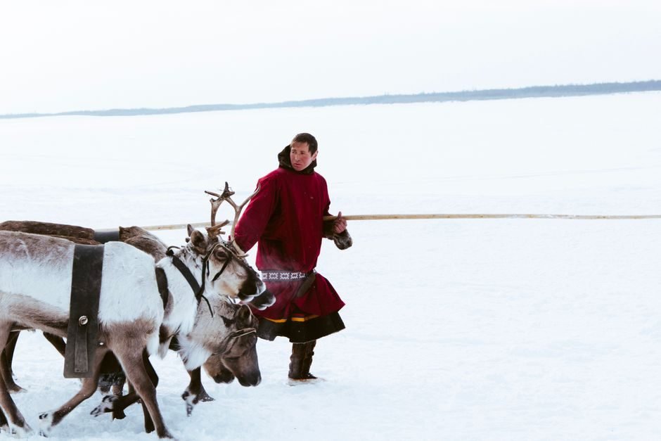 Alaska 2024-2025 Aurora Season丨Fairbanks Reindeer Walking Experience Tour